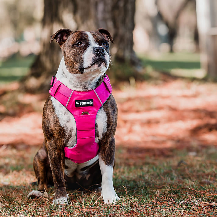 ARNES PERRO - PETLOUNGE - ROSADO OUTDOOR9