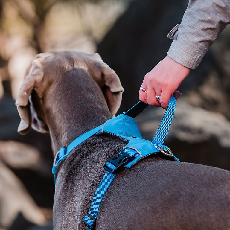 ARNES PERRO - PETLOUNGE - CELESTE OUTDOOR3