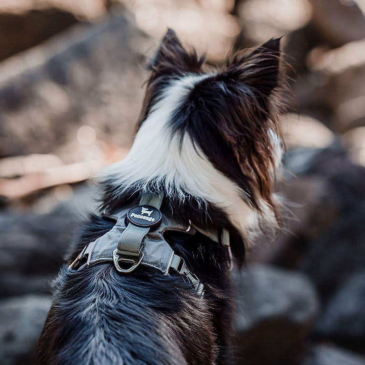 ARNES PERRO - PETLOUNGE - GRIS OUTDOOR4