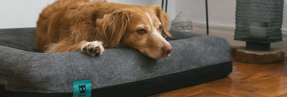 CAMA MASCOTA - ZEE DOG - ZEE BED1