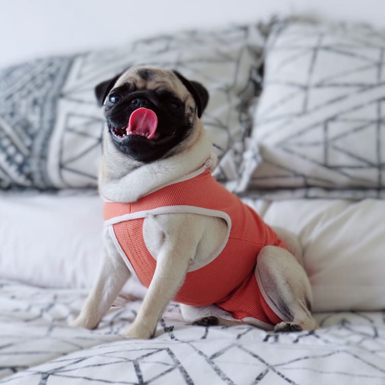 ROPA POSTQUIRURGICA PERROS Y GATOS - KIMBA PETS - BODY3