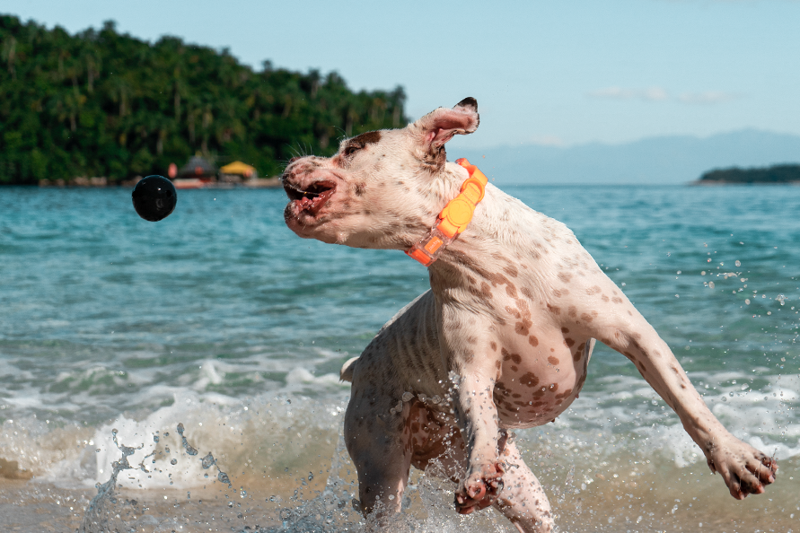 ACCESORIO PERRO - ZEE DOG - NEOPRO TANGERINE3