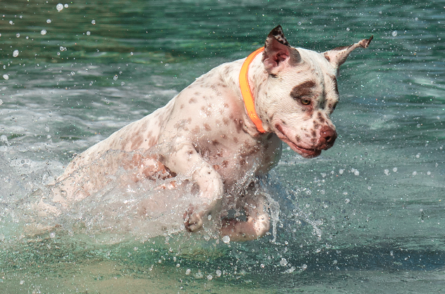 ACCESORIO PERRO - ZEE DOG - NEOPRO TANGERINE7