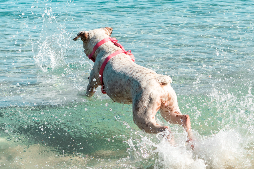 ACCESORIO PERRO - ZEE DOG - H-HARNESS NEOPRO BUBBLEGUM3