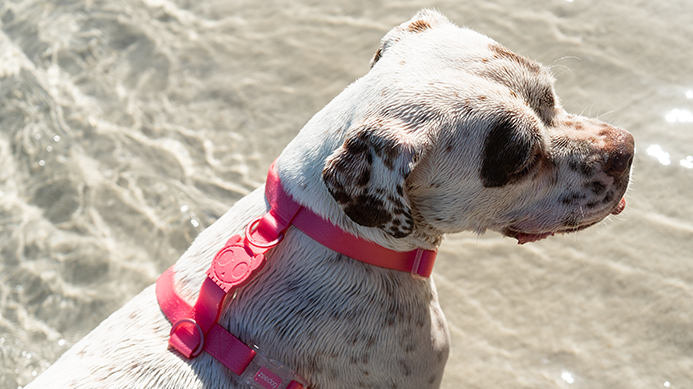 ACCESORIO PERRO - ZEE DOG - H-HARNESS NEOPRO BUBBLEGUM6