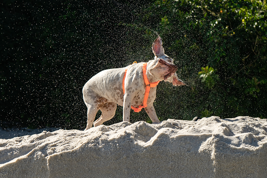 ACCESORIO PERRO - ZEE DOG - H-HARNESS NEOPRO TANGERINE3