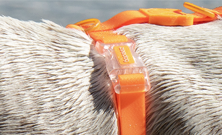ACCESORIO PERRO - ZEE DOG - H-HARNESS NEOPRO TANGERINE5
