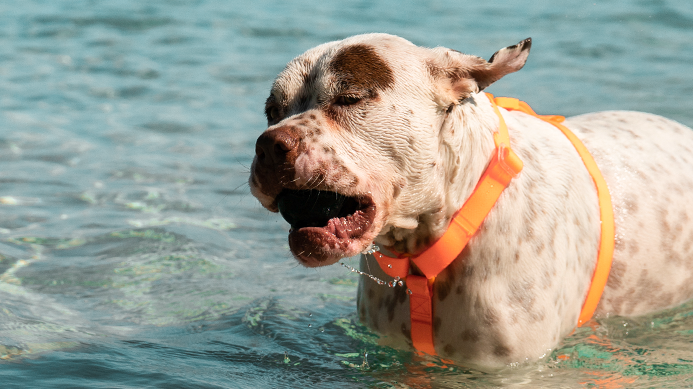 ACCESORIO PERRO - ZEE DOG - H-HARNESS NEOPRO TANGERINE6