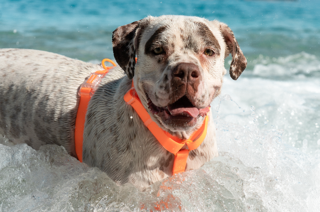 ACCESORIO PERRO - ZEE DOG - H-HARNESS NEOPRO TANGERINE7