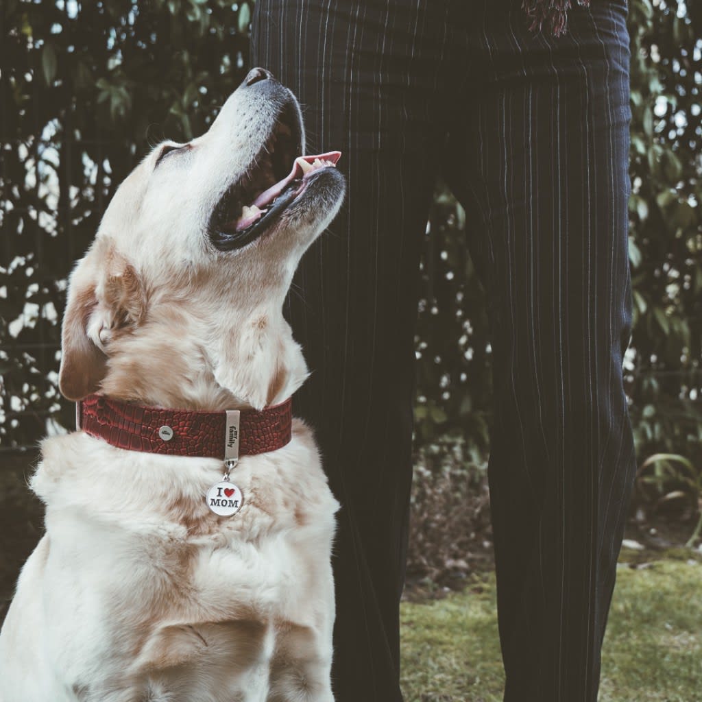 PLACA MASCOTA - MY FAMILY - CHARMS I LOVE MY MOM3