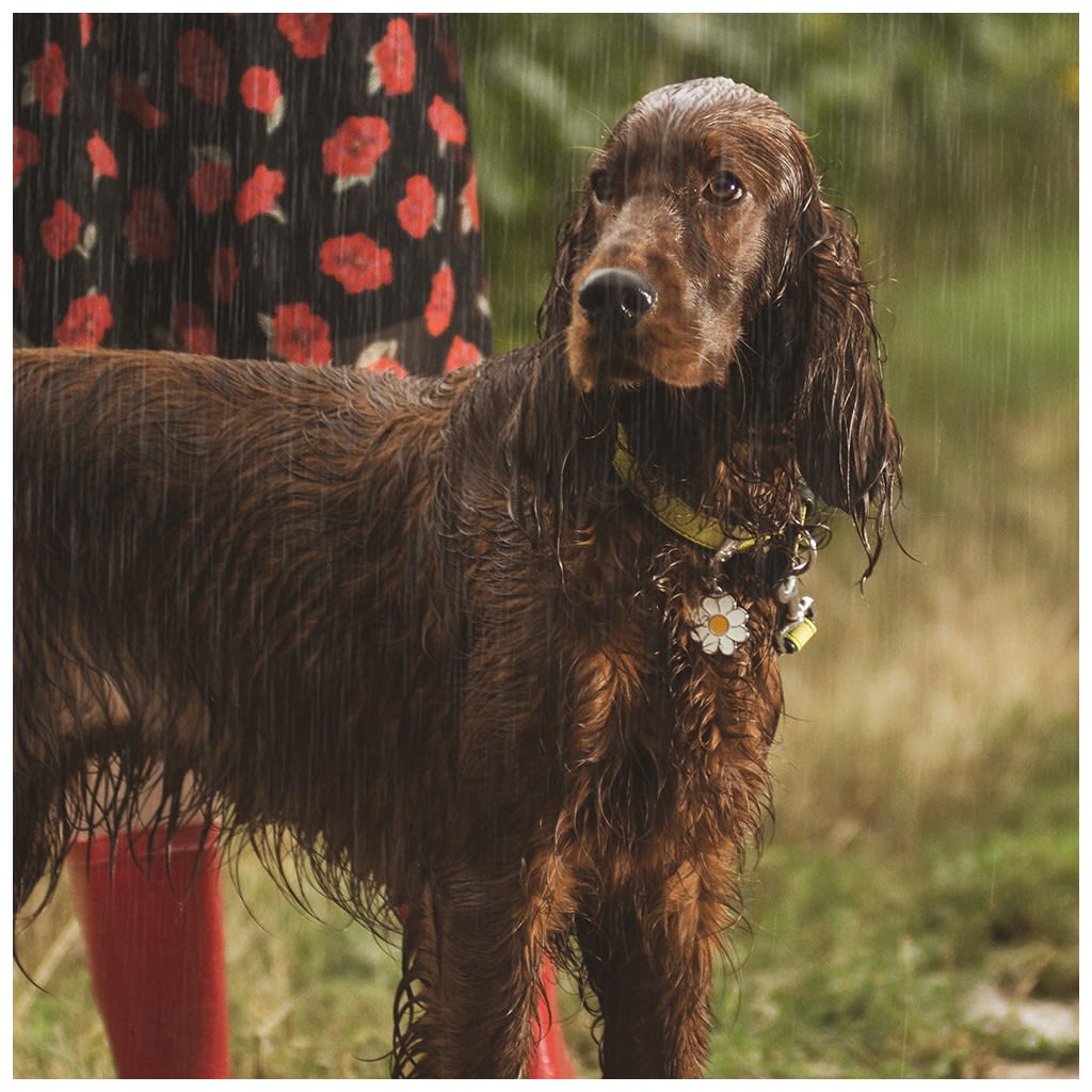 PLACA MASCOTA - MY FAMILY - CHARMS DAISY2