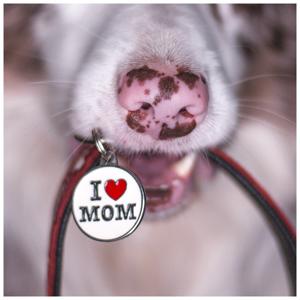 PLACA MASCOTA - MY FAMILY - CHARMS I LOVE MY MOM2