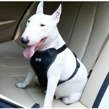 ACCESORIO MASCOTA - MARBEN PETS - ARNES + CINTURON PARA AUTO1