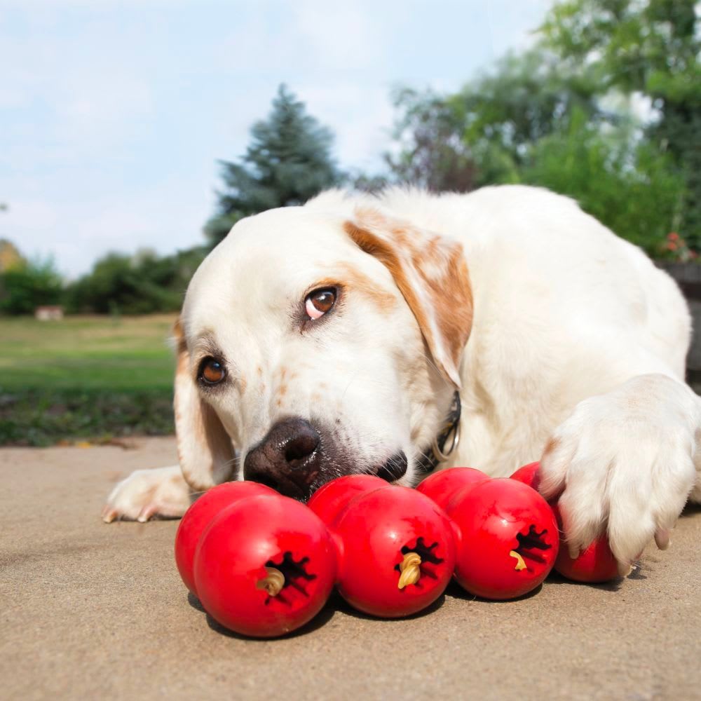 JUGUETE PERRO - KONG - GOODIE RIBBON2