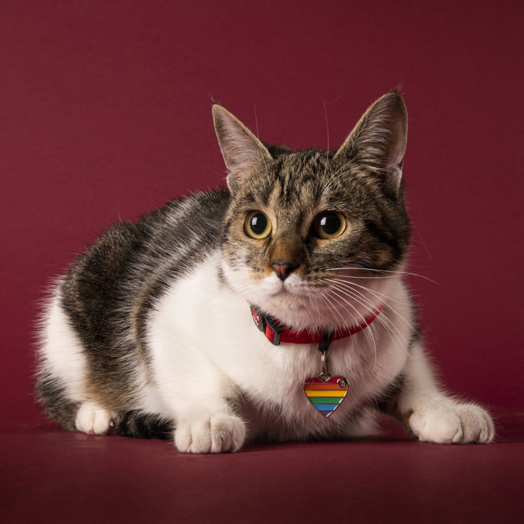 PLACA MASCOTA - MY FAMILY - RAINBOW HEART2
