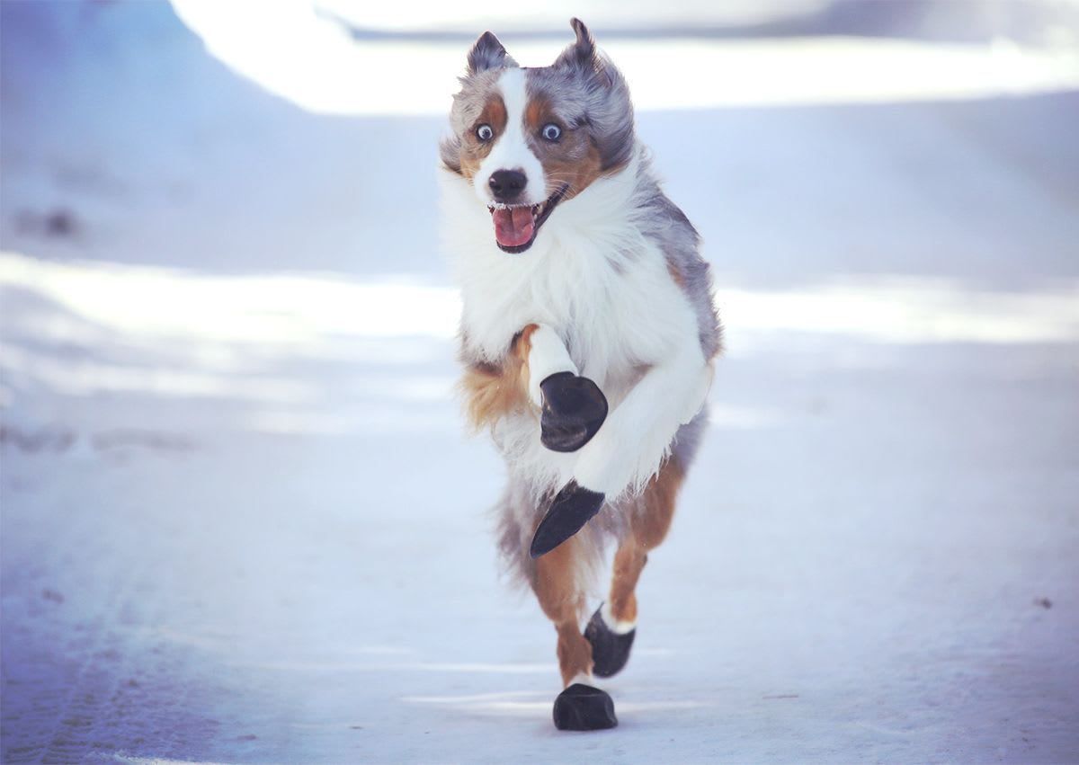 ACCESORIO PERRO - PAWZ - BOTITAS1