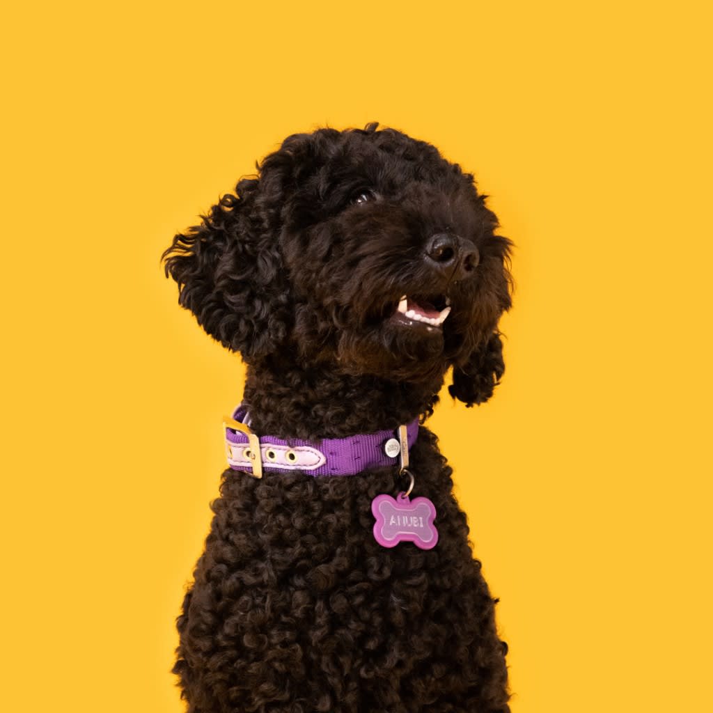 PLACA MASCOTA - MY FAMILY - HUSHTAG PURPLE BONE PURPLE RUBBER2