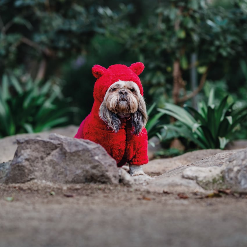 CHIPORRO MASCOTA - FRANIMAL - OSITO ROJO ITALIANO3