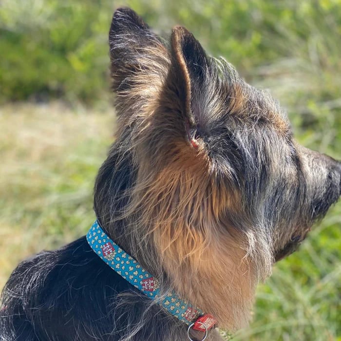 COLLAR MASCOTA - MAX & MOLLY - POPCORN2