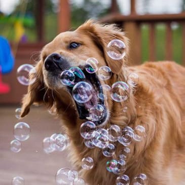 SNACK GATO - BIOLINE- BACON BUBBLES2