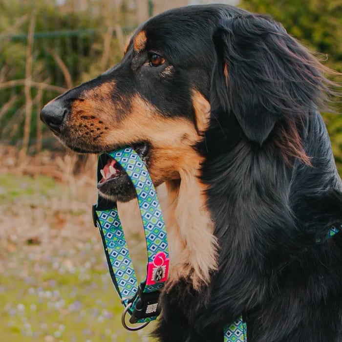COLLAR MASCOTA - MAX & MOLLY - RETRO BLUE2
