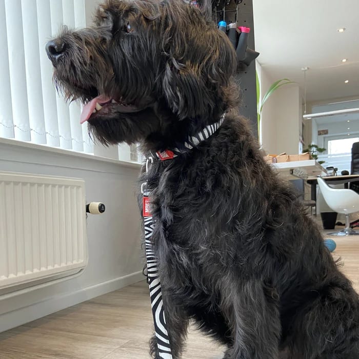 COLLAR MASCOTA - MAX & MOLLY - ZEBRA1