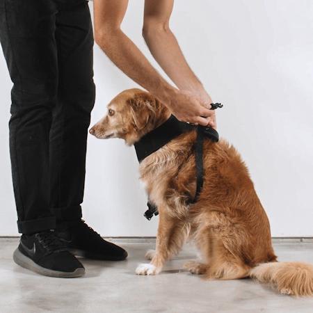 ARNÉS PERRO - ZEE DOG - PARKER AIR MESH HARNESS2