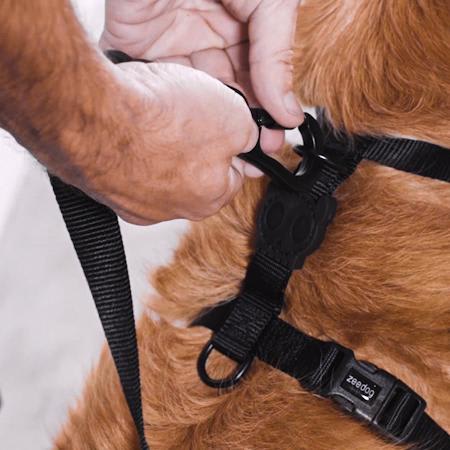 ARNES PERRO - ZEE DOG - PINNA H HARNESS3