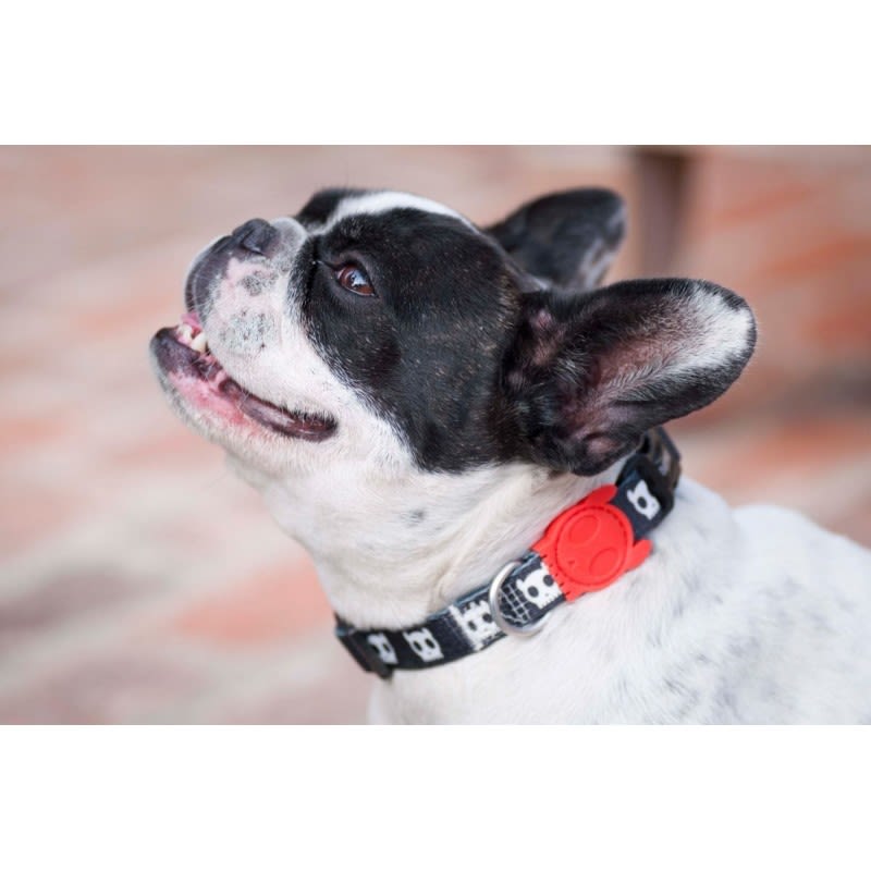 COLLAR PERRO - ZEE DOG - SKULL 0