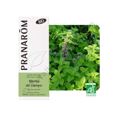 ACEITE ESENCIAL - MENTA de CAMPO (Mentha arvensis) bio - 10mL
