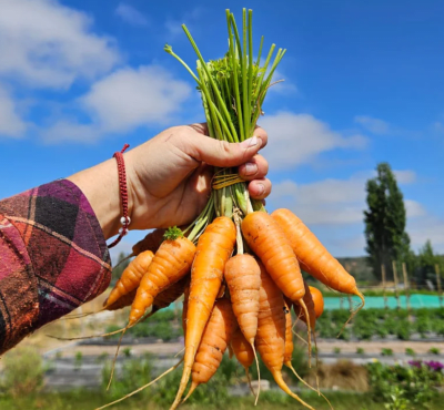ZANAHORIAS Agroecológicas - Atado x 600gr