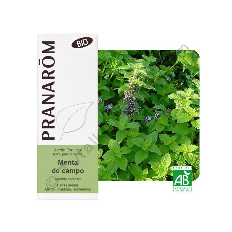 ACEITE ESENCIAL - MENTA de CAMPO (Mentha arvensis) bio - 10mL1