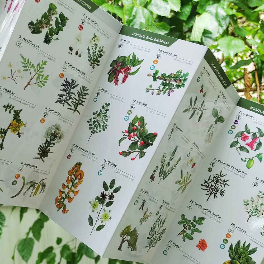 GUÍA PLEGABLE FLORA DE LOS BOSQUES DE CHILE2