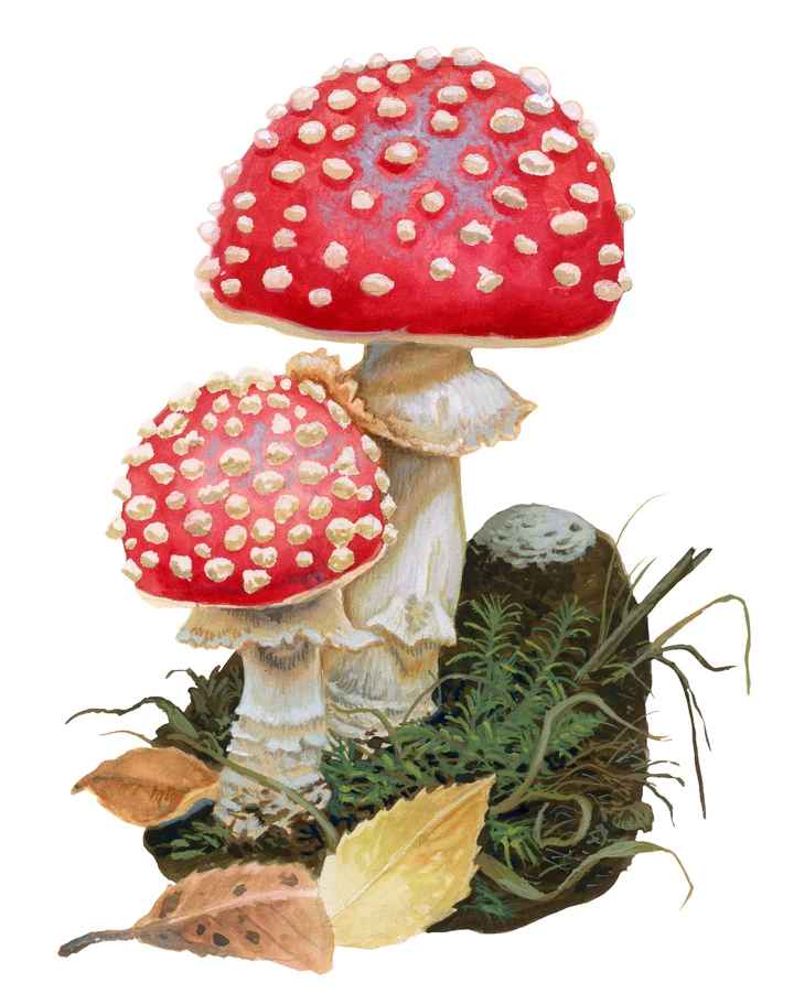 HONGOS COMESTIBLES DE CHILE2