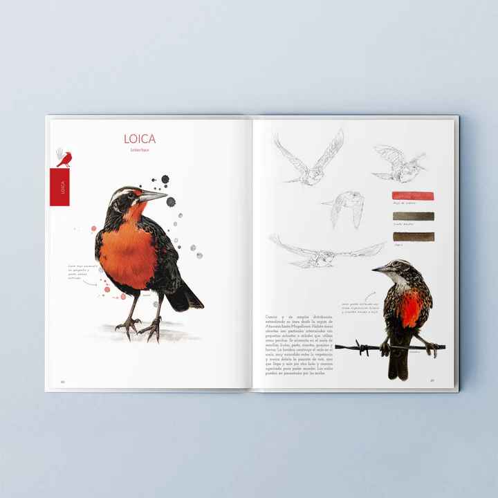 AVES DE CHILE: COLORES AL VUELO1