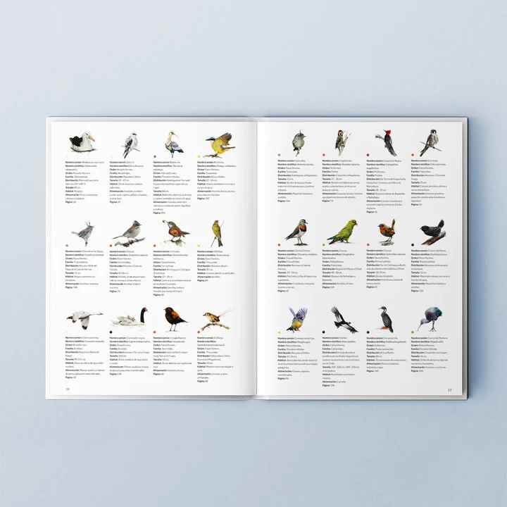 AVES DE CHILE: COLORES AL VUELO2