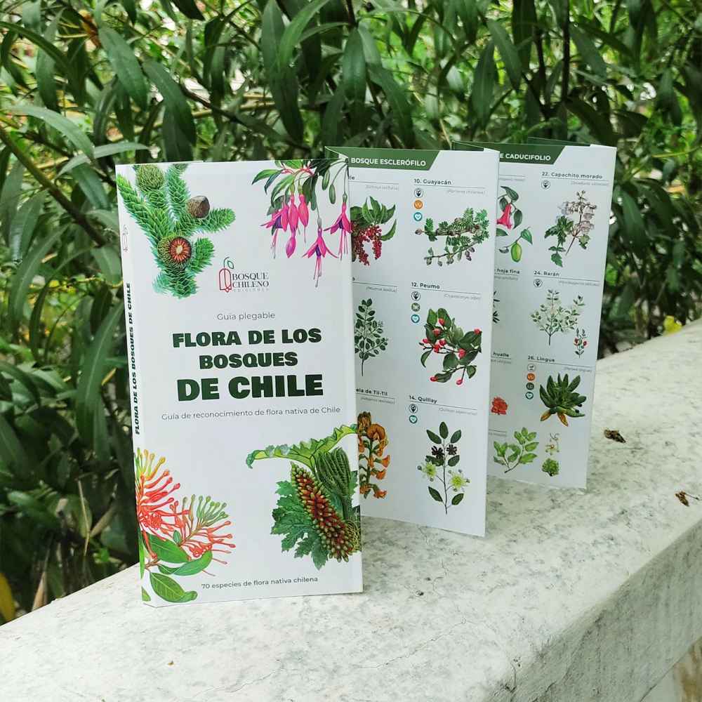 GUÍA PLEGABLE FLORA DE LOS BOSQUES DE CHILE1