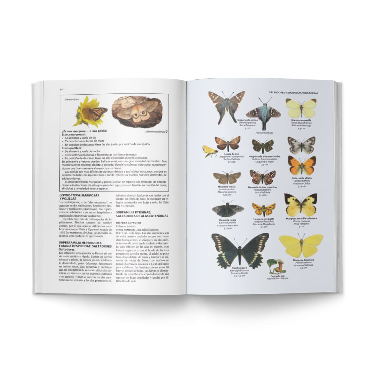 FLORA Y FAUNA DE CHILE2