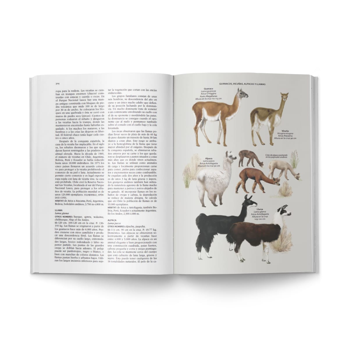 FLORA Y FAUNA DE CHILE4