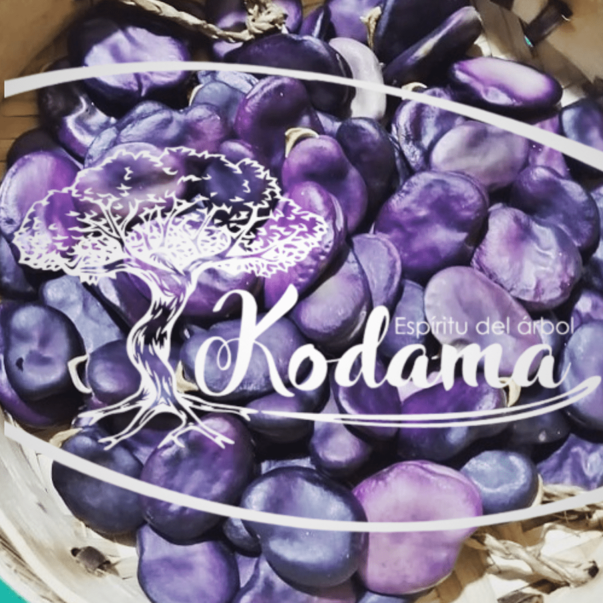 SEMILLAS - HABAS MORADAS - Kodama1