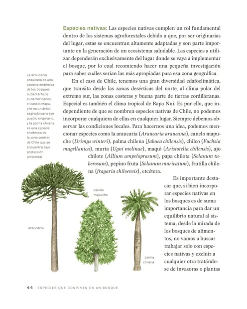 Un Bosque de Alimentos: Urbano o Rural2
