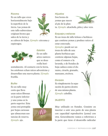 Un Bosque de Alimentos: Urbano o Rural3