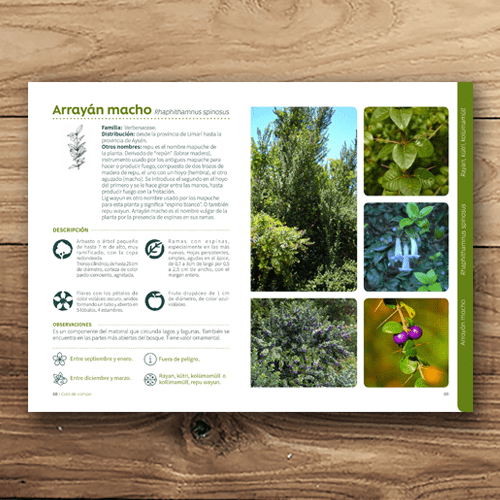 Árboles del parque botánico Hualpén3