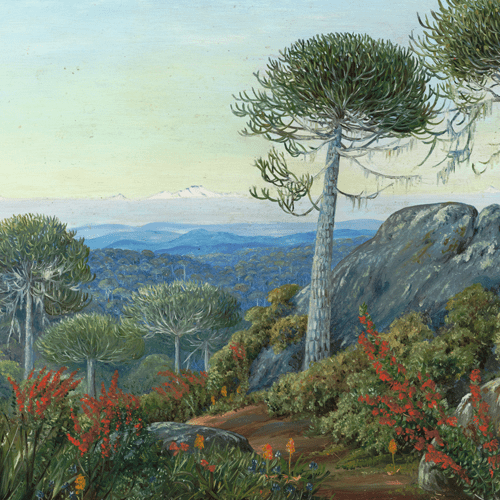 Travesía botánica por Chile2