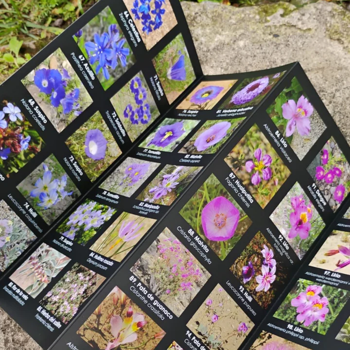 Guía de identificación de flores.2