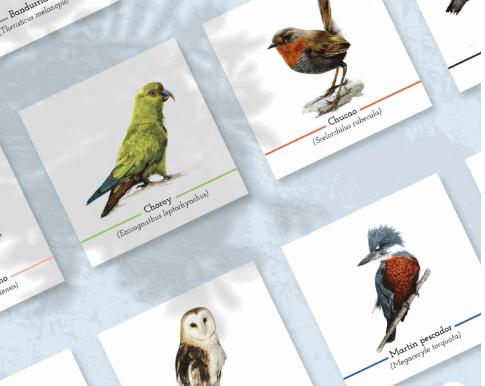 Memorice Aves de Chile2