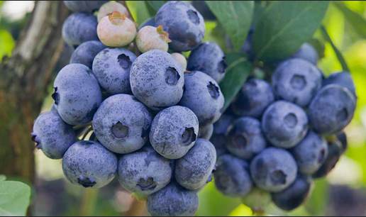 ARÁNDANOS Orgánicos de EXPORTACIÓN - 500g -1