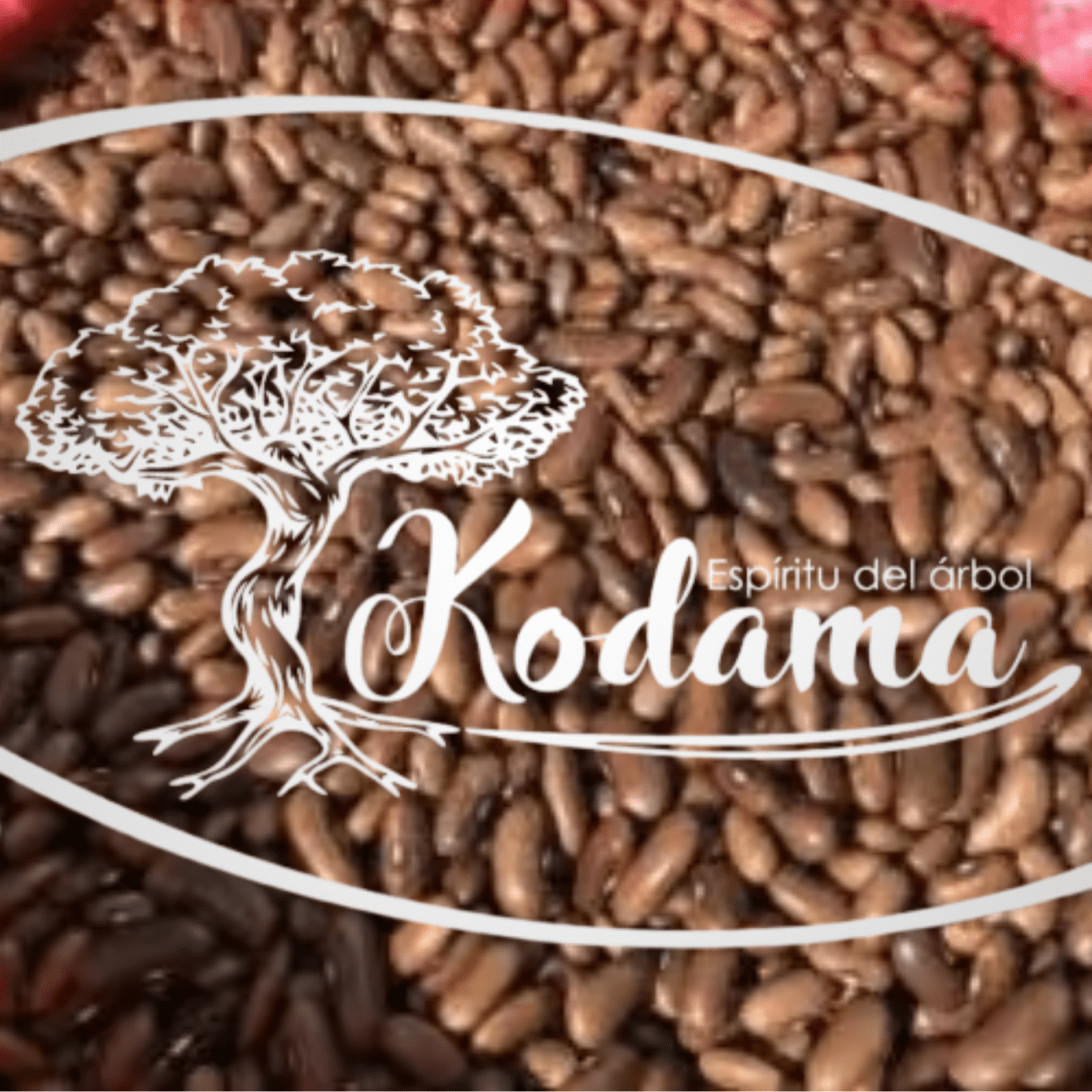 SEMILLAS  KALE RIZADO1