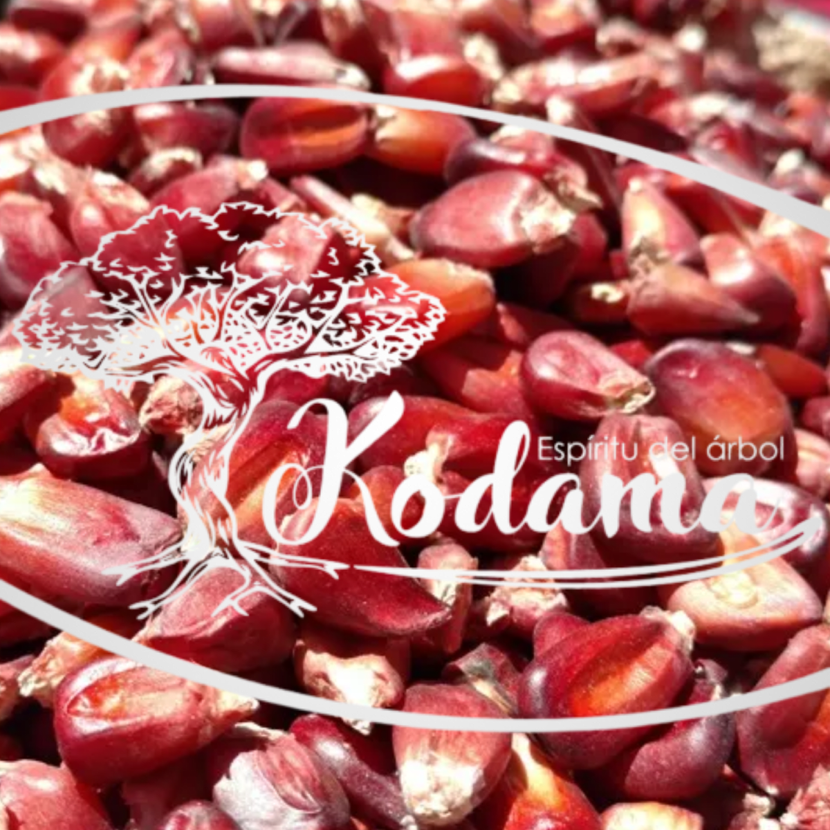 SEMILLAS - MAIZ CAMELIA - Kodama1