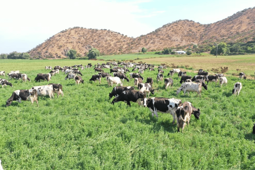 LECHE FRESCA ENTERA de VACA - Vidrio - 1 L - Fresca Rebeca3
